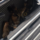 All images: Petersburg Animal Control And Care
